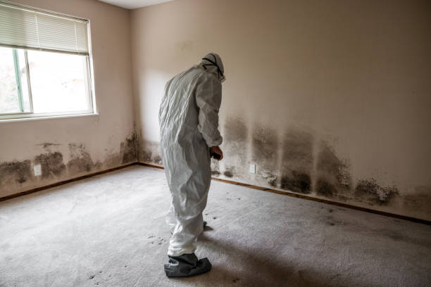 Best Mold Remediation for Specific Building Types in Enterprise, NV